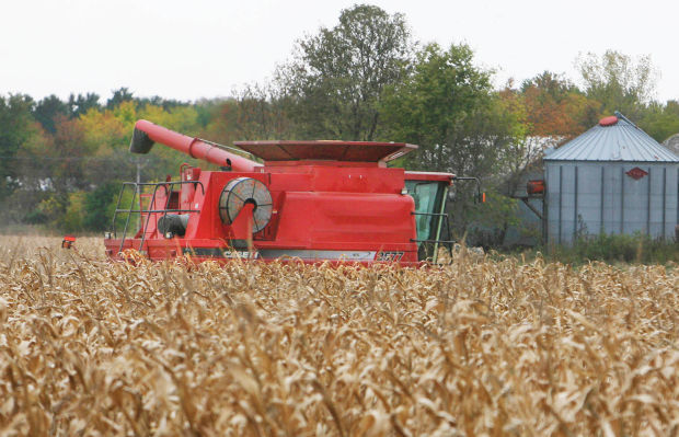 Corn Harvest